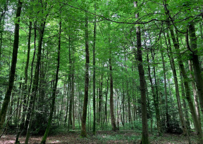 Baumbestattungen